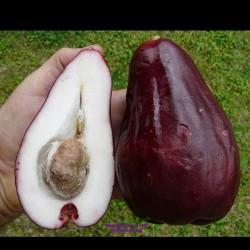 thesocalyst:  Anyone know what this fruit is called? #Caribbean #Trinidad #Tobago #Guyana #Jamaica #Haiti #Barbados #Bahamas #VI #Grenada #Bermuda #StVincent #StKitts #StLucia #StMarteen #Antigua #Belize #Stcroix #Dominica #Aruba #Montserrat #WestIndies