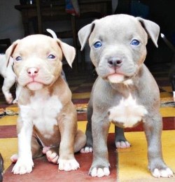 bruja-ja:  whatthetracy:  PITBULL PUPPIES STEAL MY HEART  Wook at dos widdle bitty vishuss monsters! So tuff. So scawwy. 
