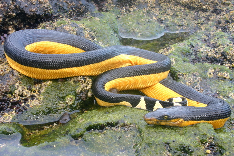 Black and brown snake with yellow stripe