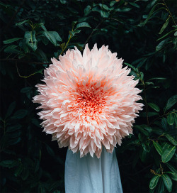 asylum-art:  Giant Paper Flowers by Tiffanie Turner