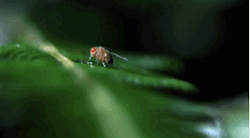 12-gauge-rage:  A carnivorous caterpillar catching a fly.