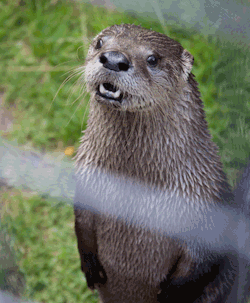 maggielovesotters:  I made this gif of Rocky the North American River otter to make him look like he’s talking. He is so cute!please do not remove credit, thanks!  nomnomnomnomnomnomnomnomnomnomnom