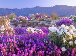  Flowering Desert, Atacama Desert, Chile 