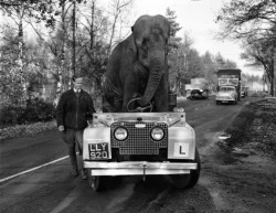 &lsquo;Kam&rsquo;, an elephant from Bertram Mills circus 'drives&rsquo; a Land Rover along a road during training for the Christmas Show, November 1959.