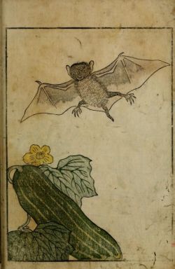 nemfrog:  nemfrog:Yama no sachi. A book consisting mainly, but not entirely, of plant and insect illustrations. Japan. 1765. This day in Nemfrog history. June 3, 2014. A bat and a cucumber walk into a bar…Internet Archive