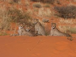 Sun lounge (Cheetahs on the Kalahari)