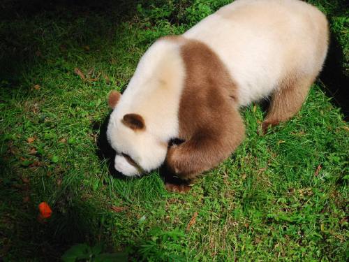 giantpandaphotos:  Qi Zai, a rare brown and white giant panda, at Shaanxi Rare Wild Animals Rescuing and Raising Research Center in Xi'an, northwest China’s Shaanxi Province.   blep