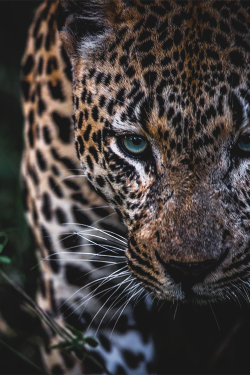  Leopard Eyes 