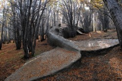 de-formating:  A Beached Whale in the Forests of Argentina  How did this even happen?