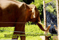 dont-panic-zoology: eustaciavye77:   Sanjai, a 20-years old bull (male elephant), sees himself for the first time in front of a mirror. [x]  elephants are fucking awesome.  I’m glad humans are starting to understand that we’re not the be all and end