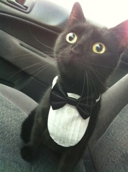 jasbeaw:  What do you mean, vet’s office? YOU SAID WE WERE GOING TO THE PHILHARMONIC! 