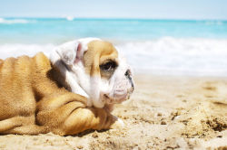 nicknamenyquil:  thecutestofthecute:  English Bulldog puppy at the sea  @g0dziiia me at the beach 