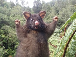 Possum!  Woohoo!!