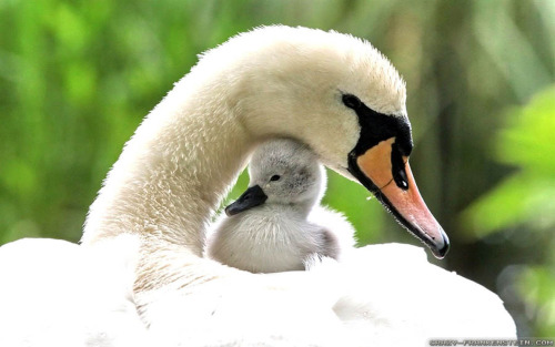 Mother swan and babies mature naked