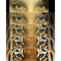 Roaaaaar #eyes #instapic #instaphoto #picoftheday #meow #rawr #animal #tiger #girl #me