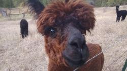 animal-factbook:  In the animal kingdom, alpacas are the only animal known to be aware of their hairstyle and will urge their friends to trim their hair with teeth. Because of this, alpacas are often shown with a variety of hairstyles such as the man