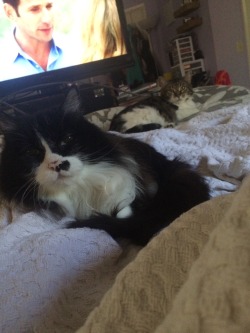 I&rsquo;m watching Netflix and the cats are watching me. Weirdos.