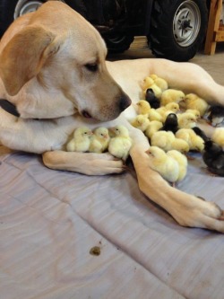 becausebirds:  animal-factbook:  Dogs are excellent nannies in the animal world. Their kind and caring characteristic has earned them the reputation of “mother of all animals”. Even though the animals that they look after aren’t within their species,