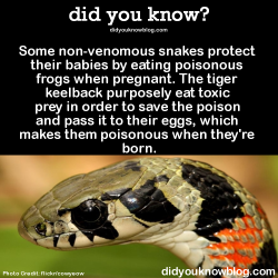 did-you-kno:  Some non-venomous snakes protect their babies by eating poisonous frogs when pregnant. The tiger keelback purposely eat toxic prey in order to save the poison and pass it to their eggs, which makes them poisonous when they’re born.