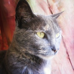 Hola Kiru buena tarde&hellip; cara de pocos amigos. #cat #catlove #eye #eyecat #gata #amorgatuno