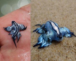 odditiesoflife:  The Tiny Danger This creature is called Glaucus atlanticus. It is an extremely dangerous, camouflaged sea slug. It preys on venomous animals like the Portuguese Man-Of-War. The slug consumes the entire organism and stores only the most