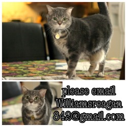 watsurdamage:  Hi, I wouldn’t normally do this but if you live in the Frisco, TX area and happen to see this cat, please email me at williamsreagan842@gmail.com or contact me here on tumblr   She was last seen at the house last night and we think my