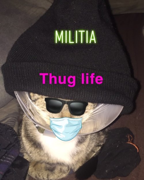 #mypet #cat #thuglife #kittywithabeanie #animallover #militia2020 https://www.instagram.com/p/B_RP6MflEb1/?igshid=13o7kz1uverpz