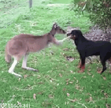dennsokagi:  Köpek seven kanguru olm ne tatlısınız ya aaslşdj