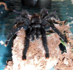 homemadehorrors:  Pider required housekeeping services.  I’m not used to tarantulas who are this chill. She walked right out, I pulled out all her decorations, she climbed up on her bark and stretched out like a it was a beach chair, and she was waiting