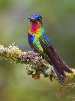 Bewinged rainbow (Fiery-throated Hummingbird of Costa Rica)