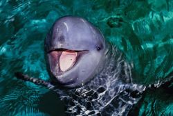 sixpenceee:  The Irrawaddy dolphin is a species of oceanic dolphin found near sea coasts and in estuaries and rivers in parts of the Bay of Bengal and Southeast Asia. Genetically, the Irrawaddy dolphin is closely related to the killer whale.