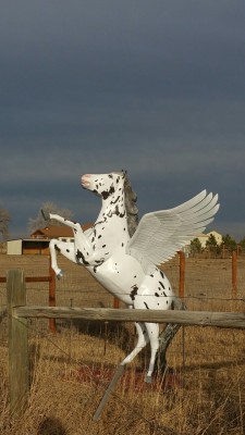 Pegasus cow!
