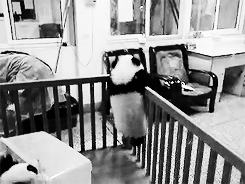  Baby Panda trying to escape x 