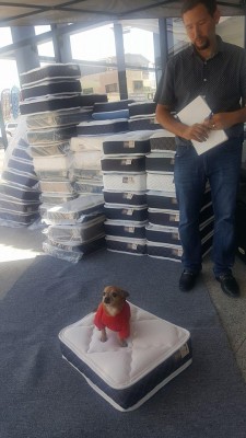 awwww-cute:  Local mattress store gives you a mini mattress for your doggie when buying a regular one. (Source: http://ift.tt/2tD9tBK)