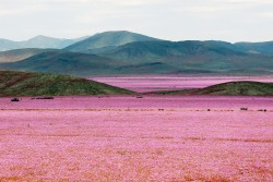moodboardmix:  Atacama Desert, Chile.   After almost 7 years of having no rain throughout the region, massive downpours in March caused pink mallow flowers and 200 other plant species to bloom. The phenomenon, in which dormant seeds come to life after