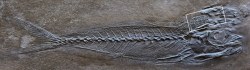 griseus:  30 MILLION YEAR OLD FISH FOSSIL REVEALS EVOLUTION OF THE SUCKER IN REMORAS Catherine Griffin/ Science World Report  There are some strange creatures on Earth, especially when it comes to our world’s oceans. Now, paleontologists have uncovered