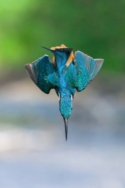 drxgonfly:  blue Arrow (by Stefano Pretti)  HE’S SEEN THE SNITCH