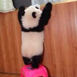 I wanna see the world! #panda #cute #instagood #likeforlike #pandabear #asians #likes #funny #pandas #pandaexpress #instapandacool #bestoftheday follow for more awesome posts