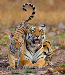 beautiful-wildlife:A tiger with her cub by © Nilanjan Chatterjee