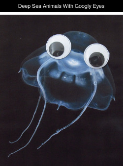 tastefullyoffensive:  Deep Sea Animals With Googly Eyes [more]Previously: Book Covers With Googly Eyes 