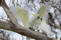A little afternoon gossip (Sulphur Crested Cockatoos)