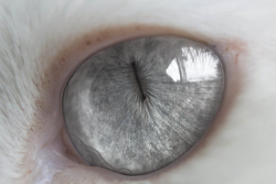 totallytransparent:  Semi Transparent Cat Eye (matches colour of your blog)Made by Totally Transparent 