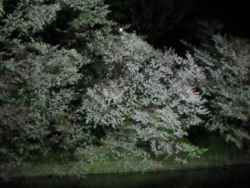 haruka-nature:  Sakura 　Night Chidorigahuchi Tokyo