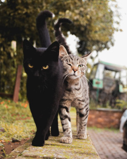 redlipstickresurrected:Ivanas Cat aka Cats Lovers - Brother and Sister, Photography
