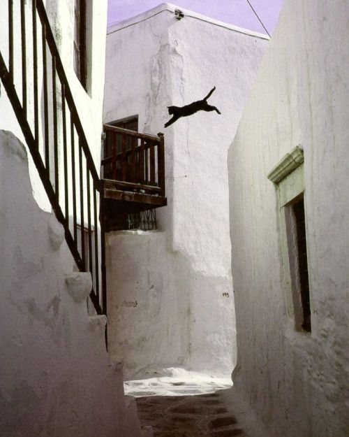 unsubconscious:  From “Cats in the Sun”, Greek Islands, published 1994 by Hans Silvester