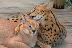 mostlycatsmostly: Caracal and Serval  (via David Caswell) 