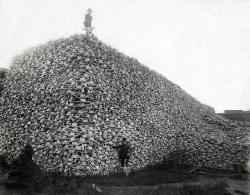 Crânes de bisons, 1870.Cette photographie montre deux américains debout au sommet d’une montagne de crânes de bison. Les ossements de bisons étaient traités et fermentés afin de fabriquer du fertilisant. De nos jours, quelques bisons des plaines