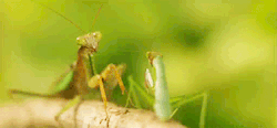 iamthegarebear:  witchbat:  nerd  Look how dramatically the other mantis falls. 
