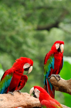 wild-diary:  Scarlet Macaws | Llee Wu
