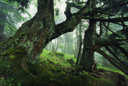naturespiritheart:  Ancient Fir Trees In Forest by Norbert Rosing (leave credit)